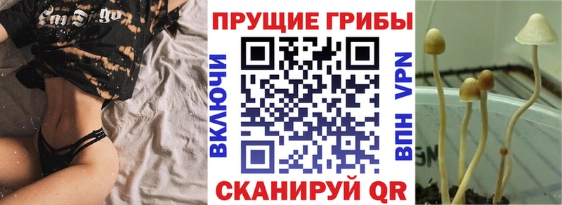 Купить закладки  Вихоревка  Псилоцибиновые грибы мухоморы 